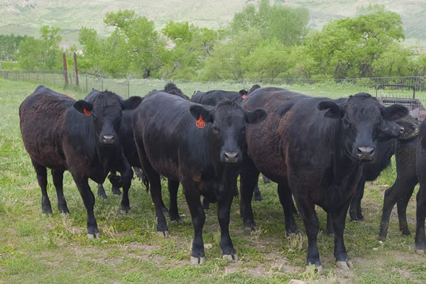 Calfs Meet the Herd N8552