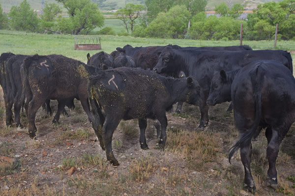 Herd meets Calves N8546